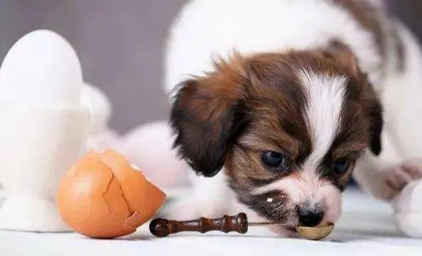 Kunnen honden rauwe eieren eten? Wat gebeurt er met honden als ze rauwe eieren eten