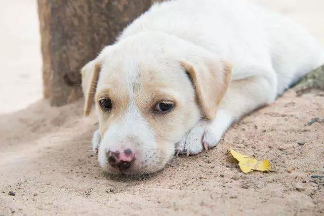 Hoe te helpen bij honden diarree? Wat te doen aan honden diarree