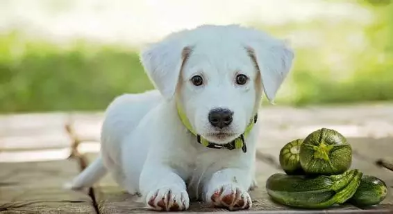 Kunnen honden courgette eten? De voordelen van courgette voor honden