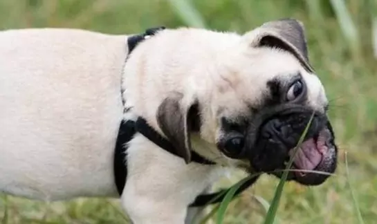 Is het goed voor honden om gras te eten?
