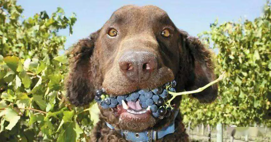 Kunnen honden druiven eten? Symptomen van vergiftiging bij honden na het eten van druiven