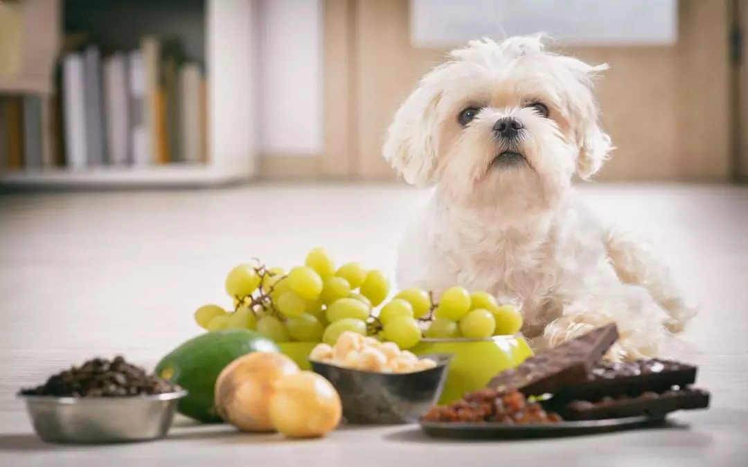 Waarom kunnen honden geen druiven eten? Kunnen honden druiven eten of niet?