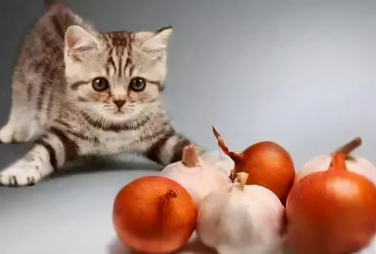 Kunnen katten knoflook eten? Waarom kunnen katten geen uien en knoflook eten?