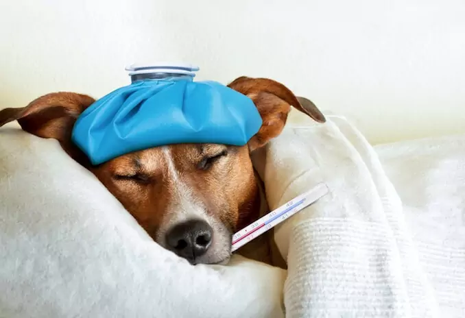 Hoe kunt u zien of uw hond koorts heeft? Oorzaken van koorts bij honden