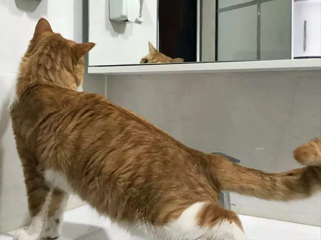 Waarom volgt mijn kat mij naar de badkamer?