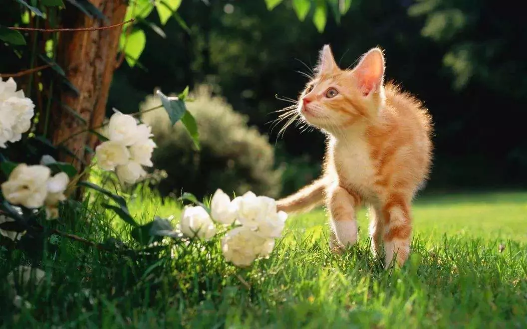 Zijn rozen giftig voor katten? Kunnen katten allergisch zijn voor rozen?