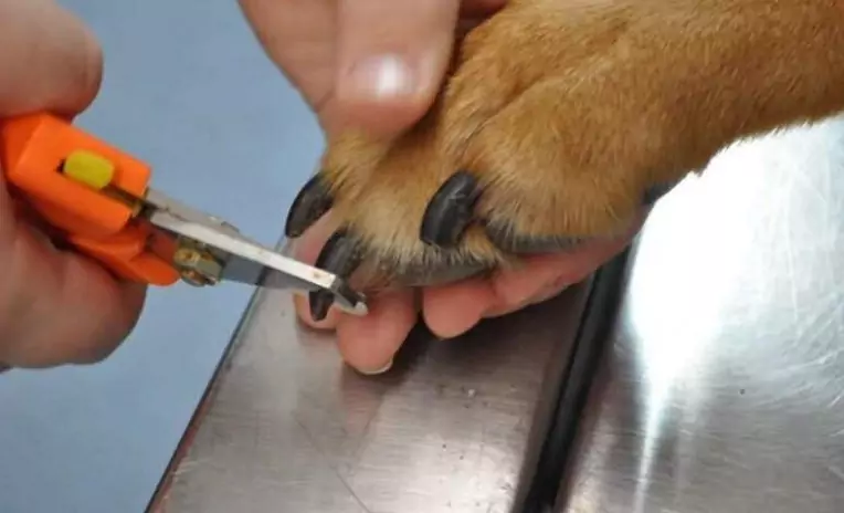 Hoe vaak moet ik de nagels van mijn hond knippen?