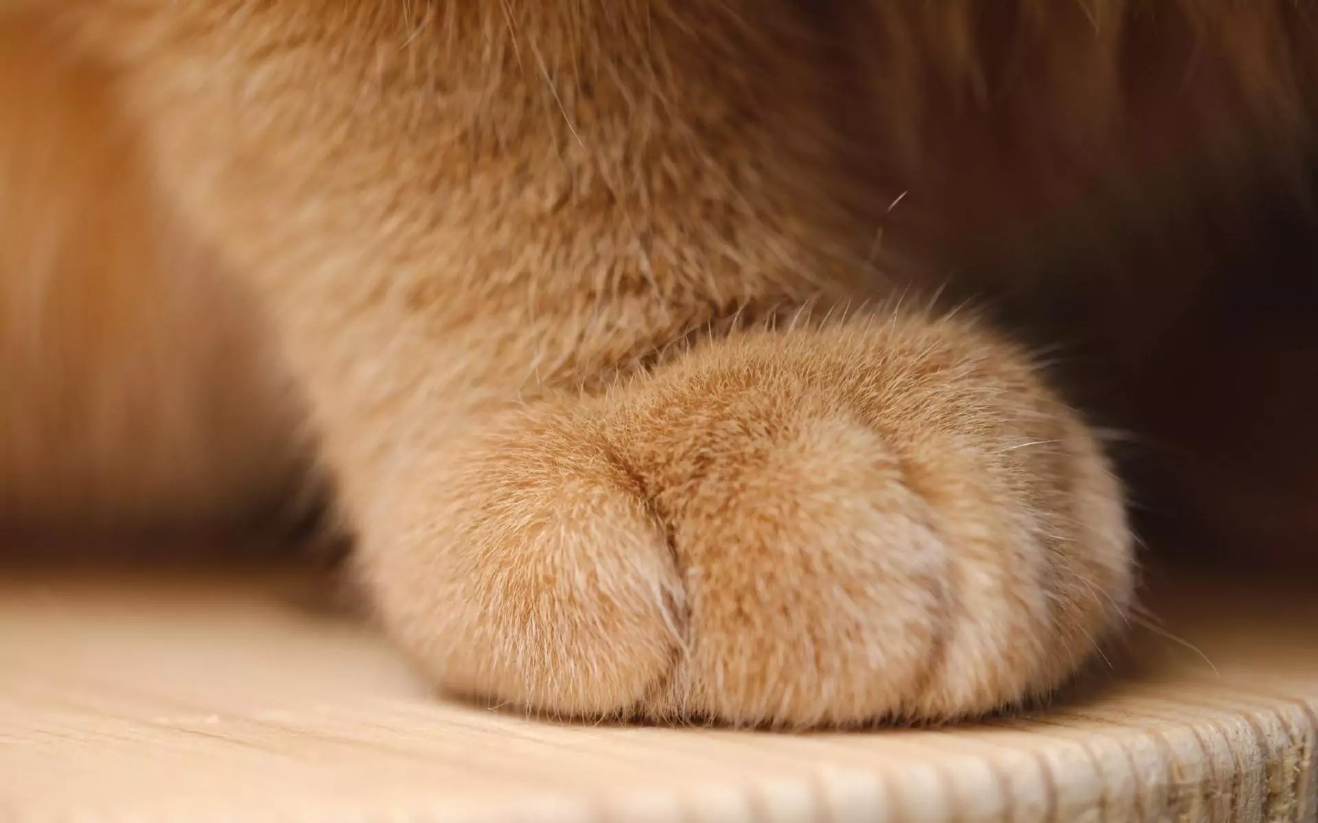 Hoeveel tenen heeft een kat?