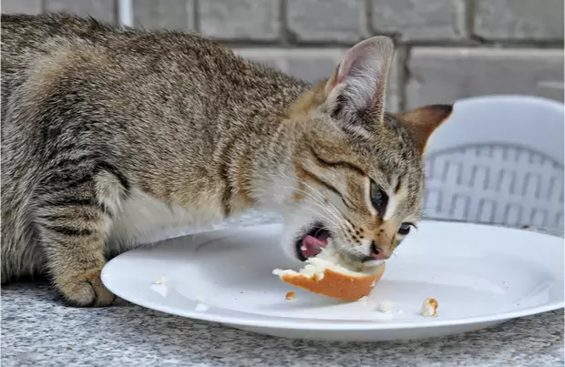 Kunnen katten brood eten? Waarom houden katten van brood?
