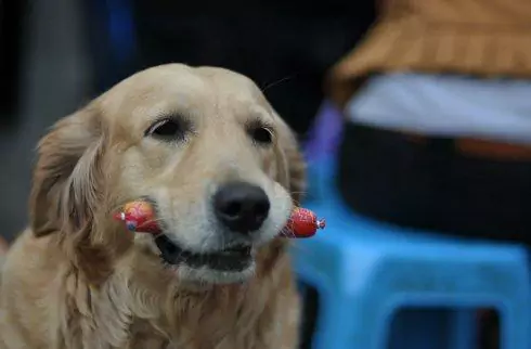 Kunnen honden ham eten? Kunnen alle soorten hamlappen gegeten worden?