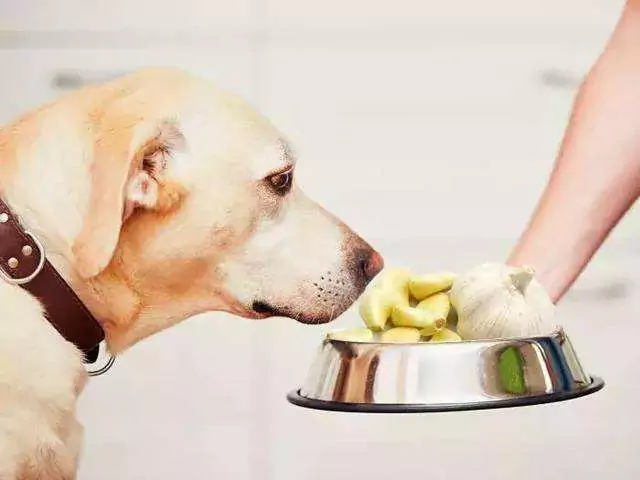 Kunnen honden knoflook eten? Wat zijn de symptomen als een hond knoflook eet