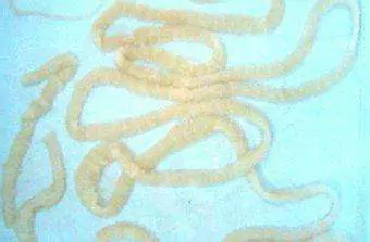 Hoe komen honden aan lintwormen? Lintwormen, de meest voorkomende parasiet bij honden