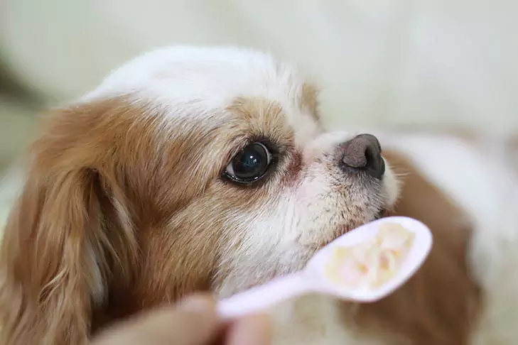 Kunnen honden havermout eten? Voordelen van havermout voor honden