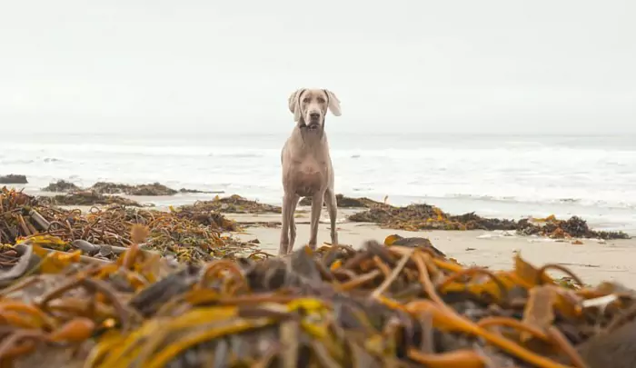 Kunnen honden zeewier eten? Wat is het verschil tussen kelp en zeewier?