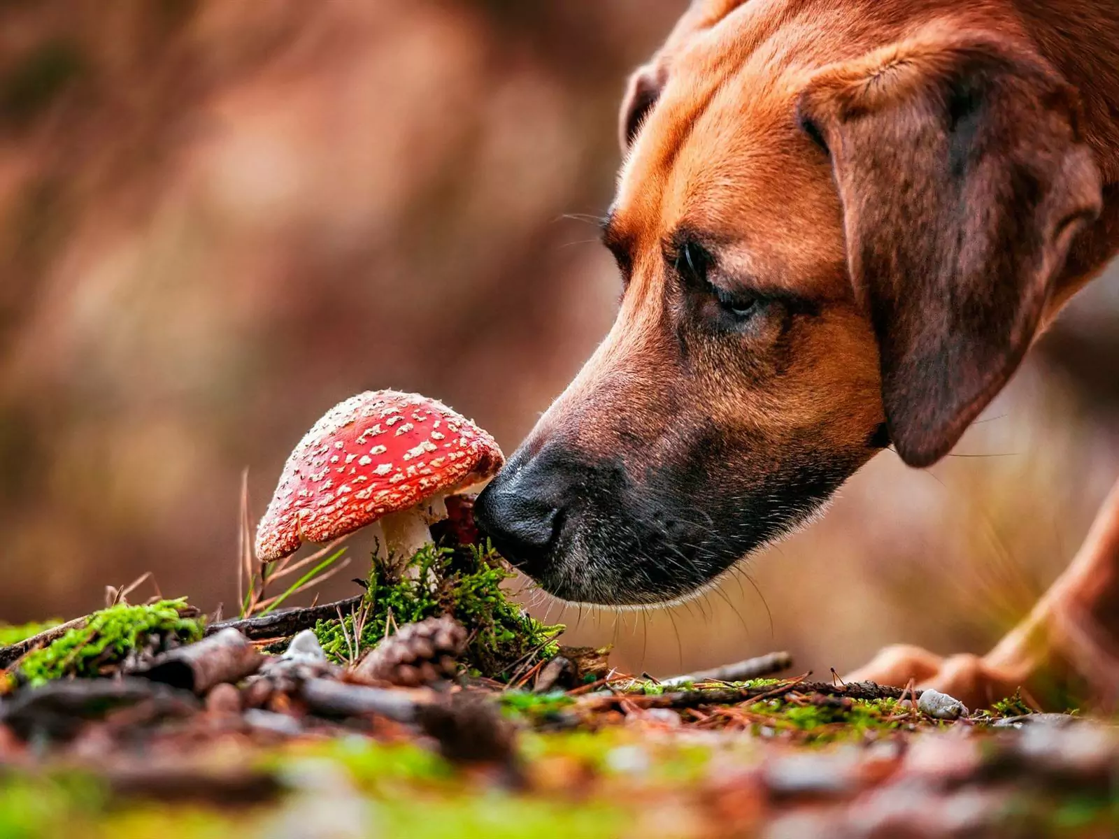 Kunnen honden paddenstoelen eten? Wat is de voedingswaarde van het geven van paddenstoelen aan honden