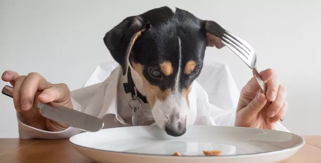 Kunnen honden aardappelen eten? Wat zijn de voordelen van aardappelen voor honden? Kunnen honden aardappelpuree eten?
