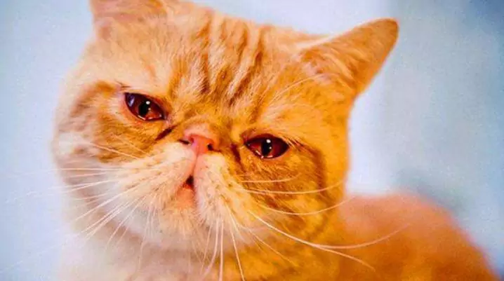 Waarom tranen de ogen van mijn kat?