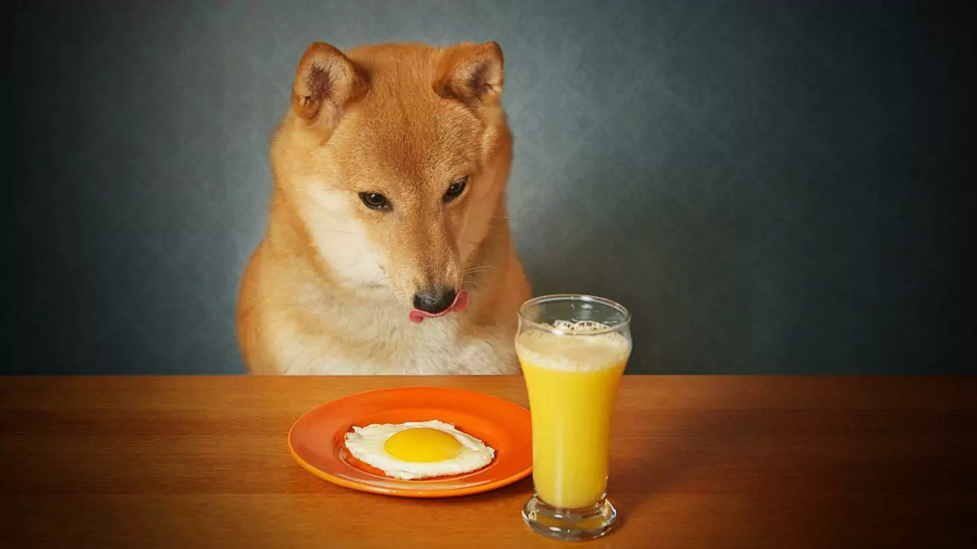Kunnen honden sinaasappelsap drinken?