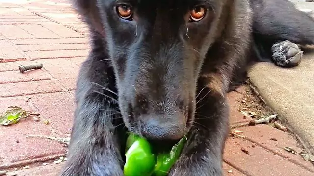 Kunnen honden groene paprika eten? Wat te doen als een hond groene paprika eet