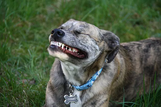 Verliezen honden hun tanden?