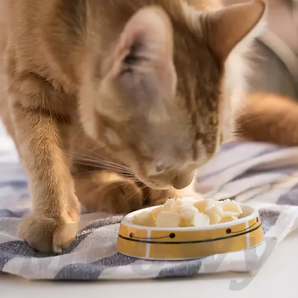 Kunnen katten kaas eten? Mogen kittens kaasstengels eten?