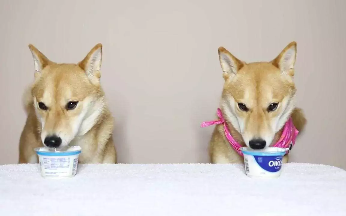 Kunnen honden yoghurt eten? Wat zijn de voordelen van yoghurt voor honden?