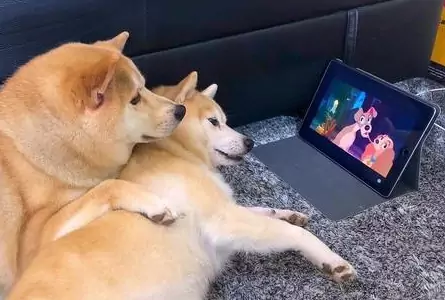 Kunnen honden TV kijken? Wat zien honden op TV?