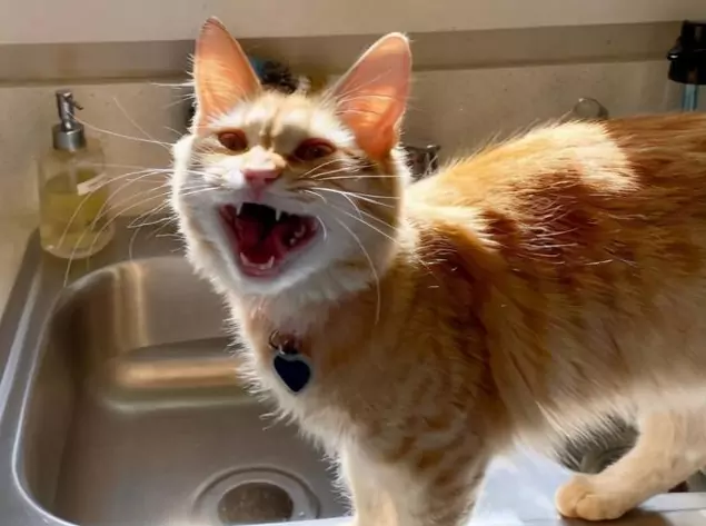 Waarom maken katten sissende geluiden? De oorsprong van het sissende geluid van katten
