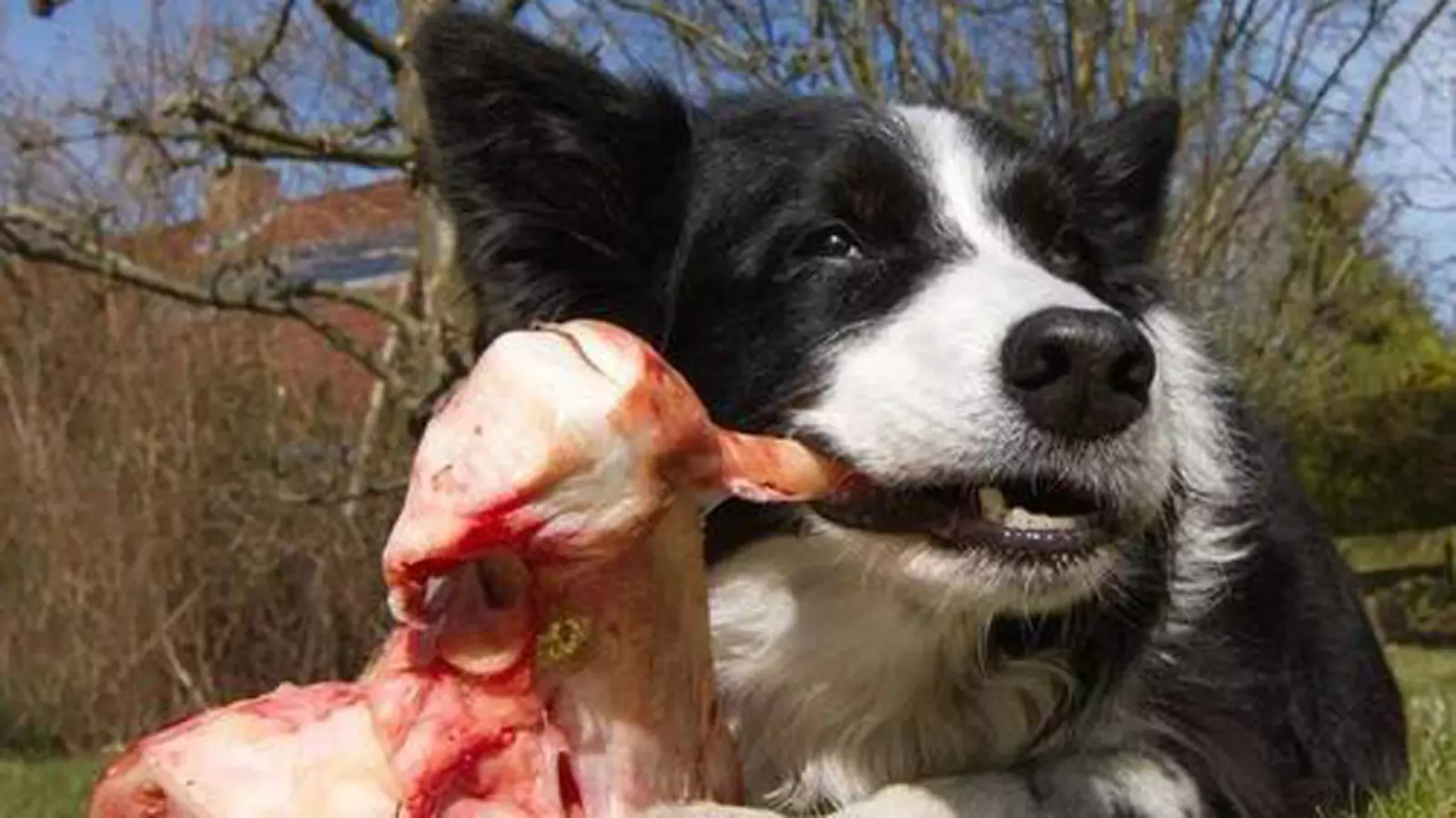 Kunnen honden rauw rundvlees eten? De voor- en nadelen van rundvlees voor honden