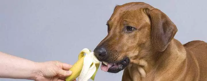 Kunnen honden bananen eten? Wat zijn de voordelen van bananen voor honden