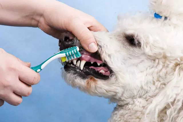 Hoe vaak moet ik de tanden van mijn hond poetsen?