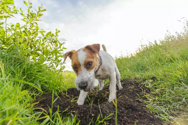 Waarom graven honden gaten? Waarom graven honden altijd bij de omheining?