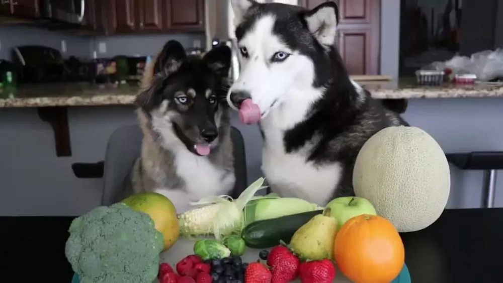 Kunnen honden groenten eten? Welke groenten eten honden graag?