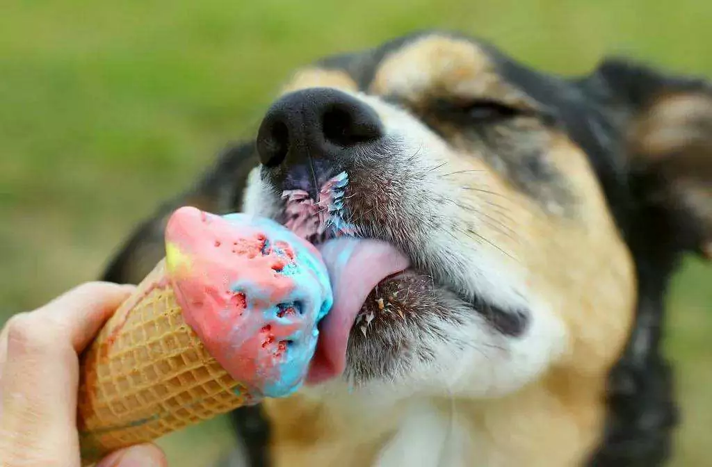 Kunnen honden ijs eten? Mogelijke gezondheidsproblemen van ijs voor honden
