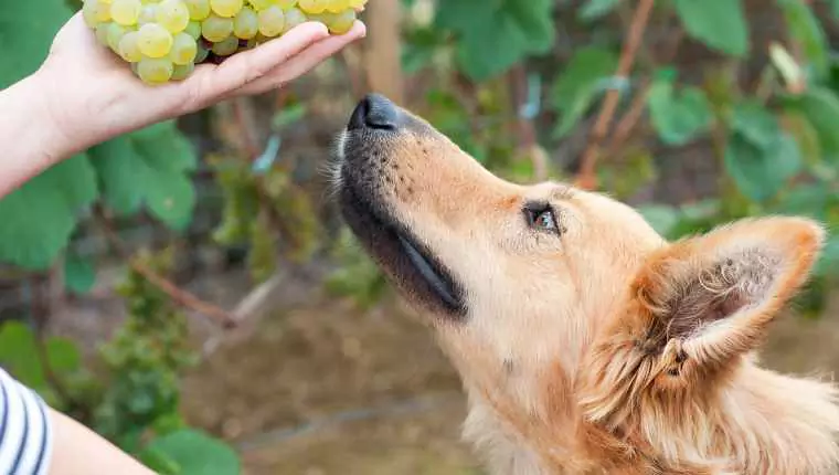 Kunnen honden rozijnen eten? Grape Toxicity, vergiftigingsverschijnselen bij honden