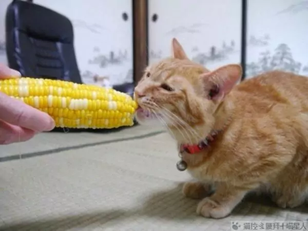 Kunnen katten maïs eten? Tips voor het opvoeden van katten