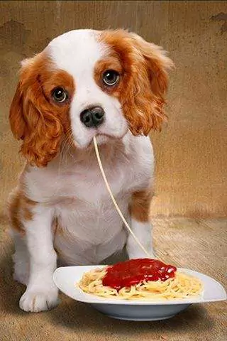 Kunnen honden spaghetti eten? Wat zijn de schadelijke effecten van langdurig spaghetti eten bij honden