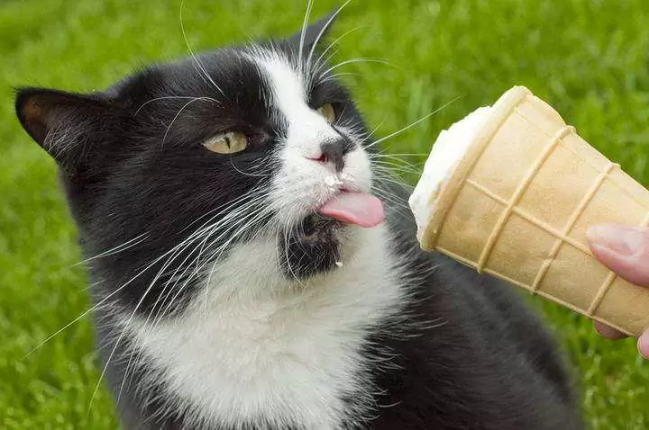 Kunnen katten ijs eten? Kunnen katten yoghurt eten