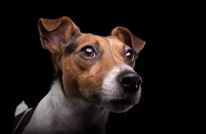 Welke kleuren kunnen honden zien? Wat zijn de verschillen tussen de visuele structuren van honden en mensen?