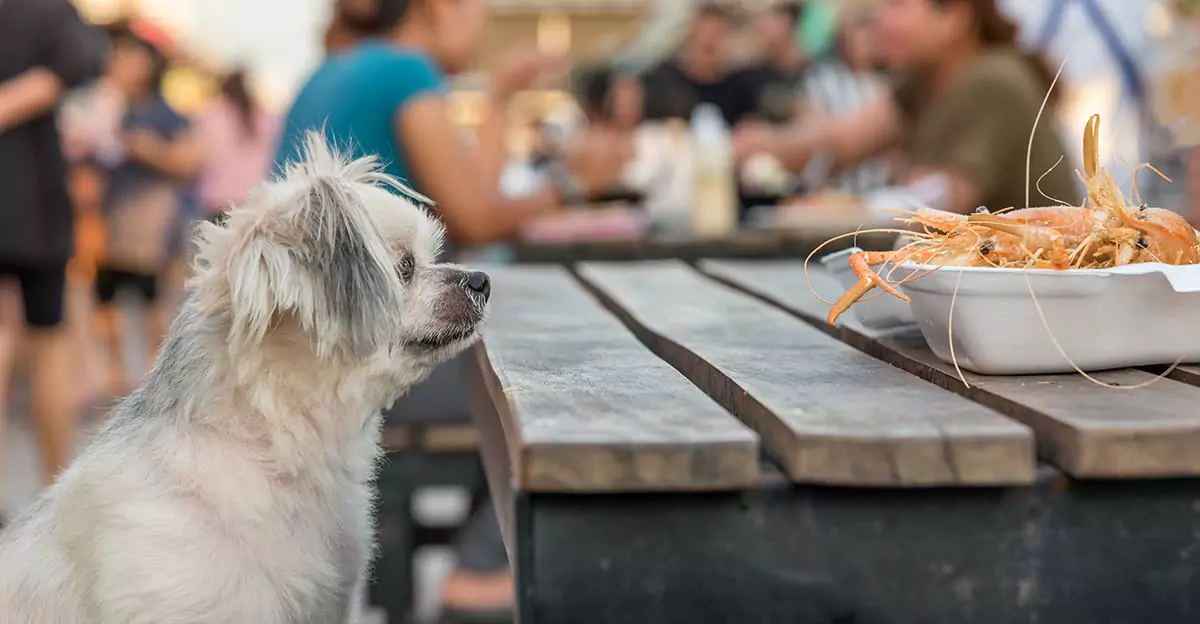 Kunnen honden garnalen eten? Is garnaal goed voor honden?