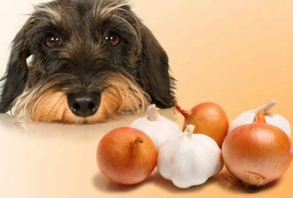 Kunnen honden uien eten? Waarom zijn uien giftig voor honden