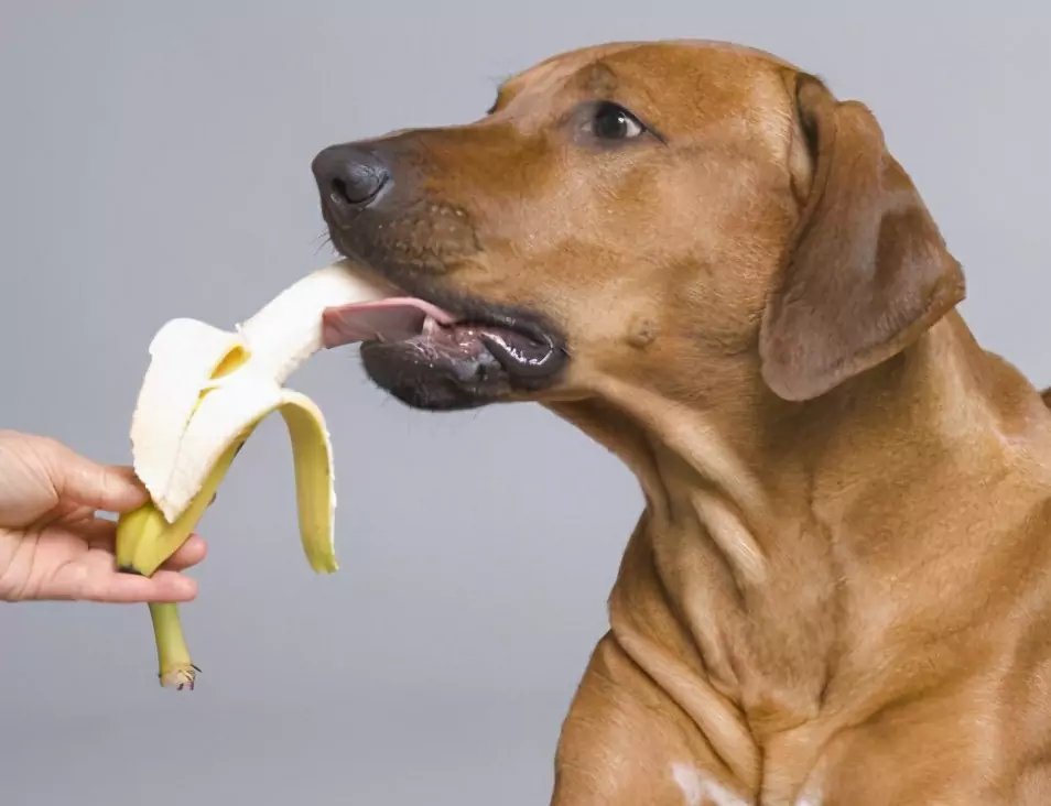 Welke vruchten kunnen honden eten? De voor- en nadelen van het geven van fruit aan honden en voorzorgsmaatregelen