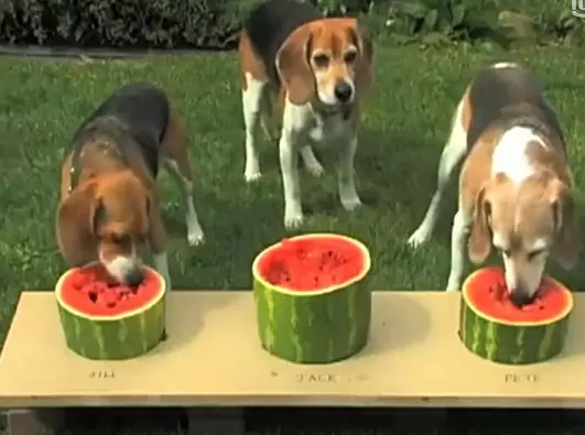 Kunnen honden watermeloen eten? Wat zijn de voordelen van watermeloen voor honden?