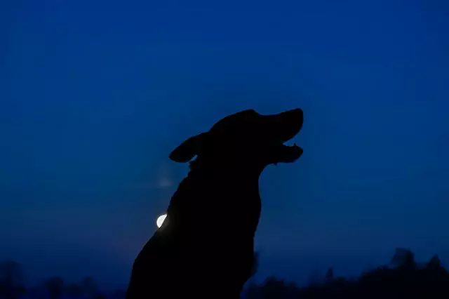 Wat zien honden 's nachts?