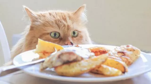 Kunnen katten kip eten? De voedingswaarde van elk deel van de kip