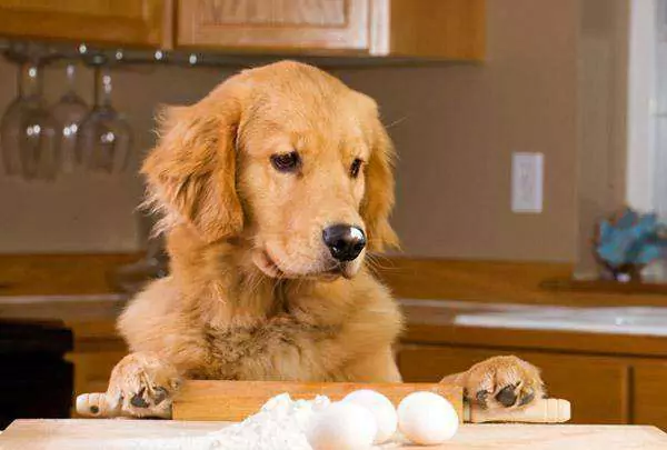 Zijn rauwe eieren goed voor honden? Welke andere nadelen zijn er voor honden aan het eten van rauwe eieren?