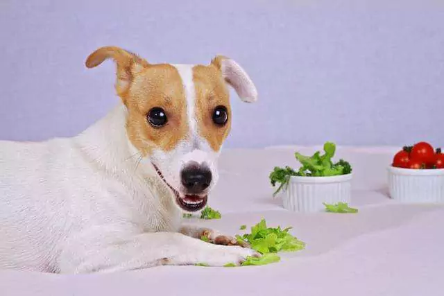 Kunnen honden sla eten? Moeten honden gekookt worden om groenten te eten