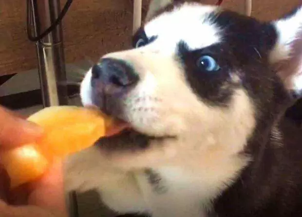 Kunnen honden meloen eten? Contra-indicaties bij het eten van honden