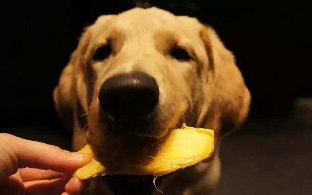 Kunnen honden mango's eten? Wat zijn de voordelen van het geven van mango's aan honden?
