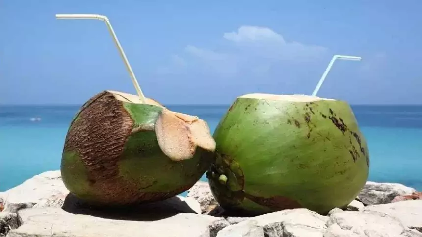 Kunnen honden kokosnoot eten? Kunnen honden kokosmelk drinken?